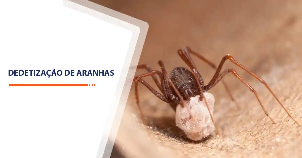 Dedetização de Aranhas